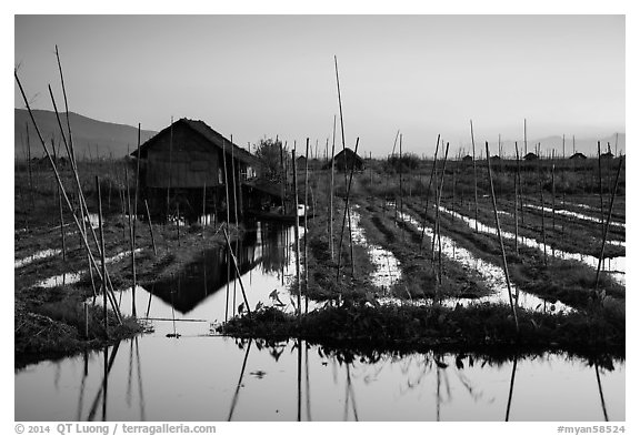 Floating gardens at sunset, Maing Thauk Village. Inle Lake, Myanmar (black and white)