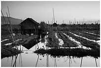 Floating gardens at sunset, Maing Thauk Village. Inle Lake, Myanmar ( black and white)