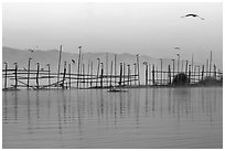 Fence, birds, and hill at dawn. Inle Lake, Myanmar ( black and white)
