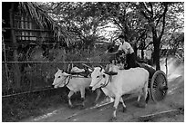Man riding ox cart, Mingun village. Bagan, Myanmar ( black and white)