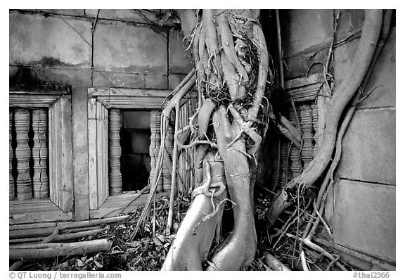 Roots of giant tree and khmer-style temple. Muang Boran, Thailand (black and white)
