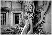 Roots of giant tree and khmer-style temple. Muang Boran, Thailand (black and white)