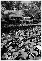 Stilt house on lotus pond. Muang Boran, Thailand (black and white)