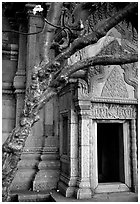 Vegetation invades khmer-style temple. Muang Boran, Thailand (black and white)