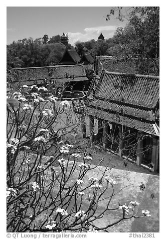 Blooming tree and rooftops. Muang Boran, Thailand (black and white)