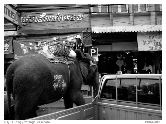 Elephant Parking. Lopburi, Thailand