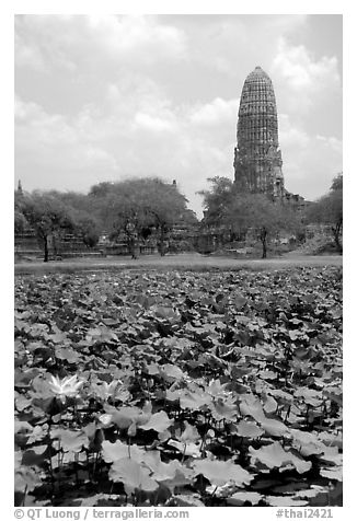 Lotus pond and  corn-shaped chedi. Ayuthaya, Thailand