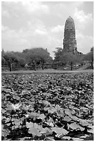 Lotus pond and  corn-shaped chedi. Ayutthaya, Thailand ( black and white)