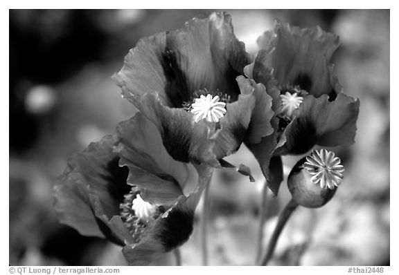 Pavot flower. Chiang Rai, Thailand (black and white)