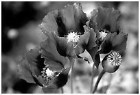 Pavot flower. Chiang Rai, Thailand (black and white)