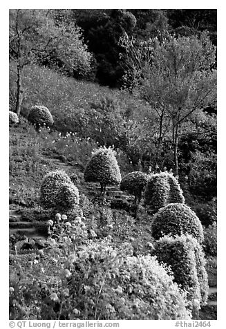 Flower garden in Hmong village. Chiang Mai, Thailand (black and white)