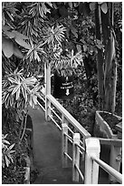 Path, Golden Mount. Bangkok, Thailand (black and white)