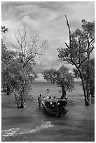 Long tail boat navigating through mangrove trees, Railay. Krabi Province, Thailand (black and white)