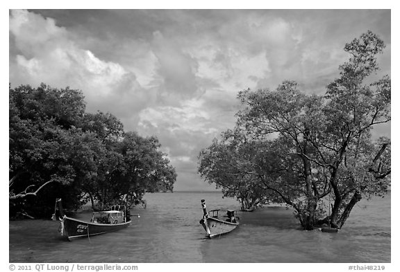 Boats moored near mangrove trees, Railay East. Krabi Province, Thailand