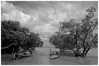 Boats moored near mangrove trees, Railay East. Krabi Province, Thailand (black and white)