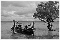 Boats and mangrove tree, Ao Railay East. Krabi Province, Thailand (black and white)