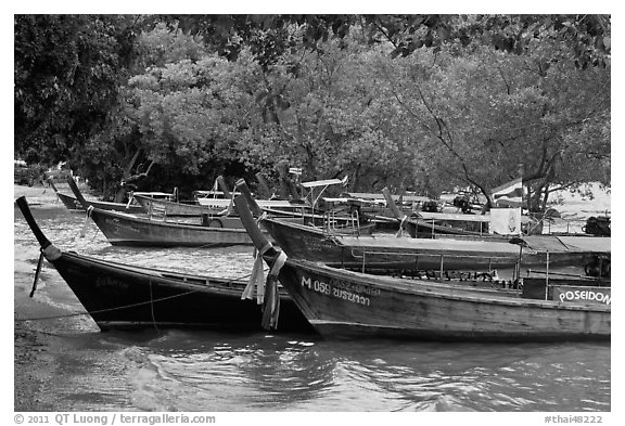 Long tail boats and trees, Ao Rai Leh East. Krabi Province, Thailand