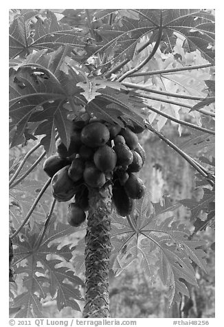 Coconuts cluster, Rai Leh East. Krabi Province, Thailand (black and white)