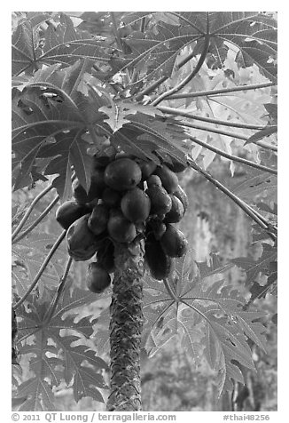 Coconuts cluster, Rai Leh East. Krabi Province, Thailand