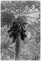 Coconuts cluster, Rai Leh East. Krabi Province, Thailand (black and white)