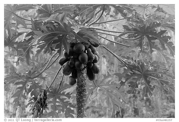 Palm tree with coconuts, Railay East. Krabi Province, Thailand (black and white)