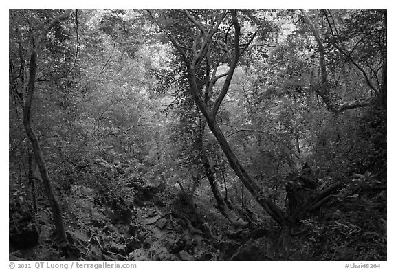 Black and White Picture/Photo: Jungle path, Rai Leh. Krabi Province