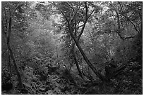 Jungle path, Rai Leh. Krabi Province, Thailand (black and white)