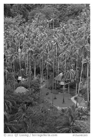 Huts and palm trees from above, Railay. Krabi Province, Thailand (black and white)