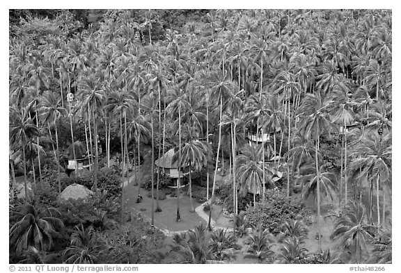 Resort and palm trees from above, Railay. Krabi Province, Thailand