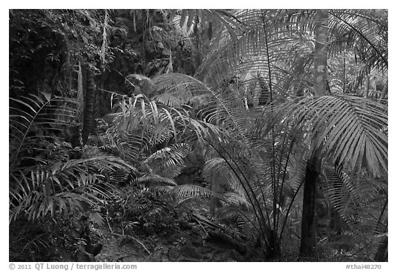 Jungle vegetation, Laem Phra Nang, Rai Leh. Krabi Province, Thailand (black and white)