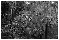 Jungle vegetation, Laem Phra Nang, Rai Leh. Krabi Province, Thailand ( black and white)