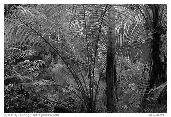 Tropical jungle, Laem Phra Nang, Rai Leh. Krabi Province, Thailand