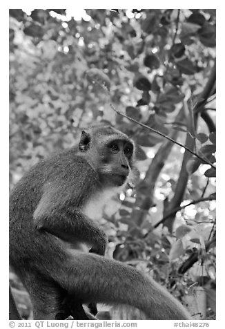 Monkey, Railay. Krabi Province, Thailand (black and white)
