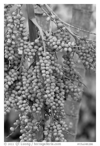 Fruit on tree. Krabi Province, Thailand