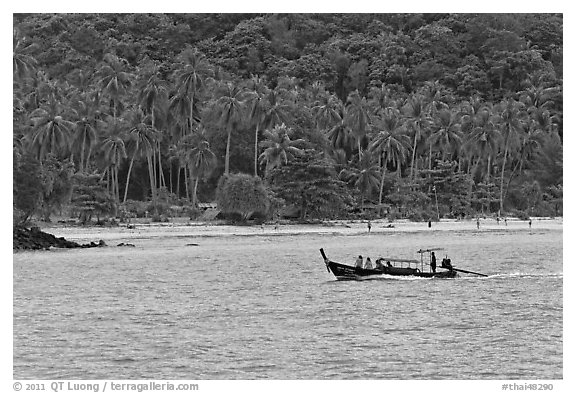 Longtail boat sailing in front of palm-fringed beach, Phi-Phi island. Krabi Province, Thailand