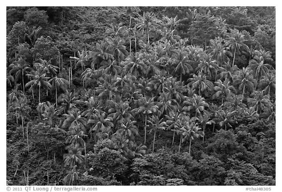 Hillside with tropical vegetation and palm trees, Phi-Phi island. Krabi Province, Thailand