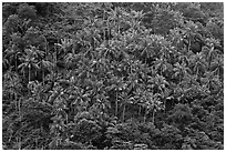Hillside with tropical vegetation and palm trees, Phi-Phi island. Krabi Province, Thailand ( black and white)