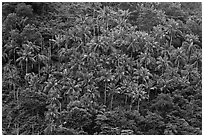 Hillside with tropical vegetation and palm trees, Phi-Phi island. Krabi Province, Thailand (black and white)