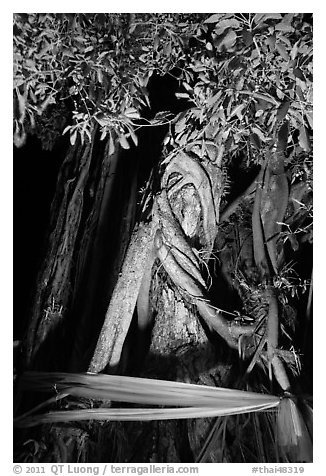 Banyan tree with ribbon by night, Ko Phi-Phi Don. Krabi Province, Thailand (black and white)