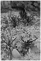 Low profile tombs in muslim cemetery, Ko Phi-Phi island. Krabi Province, Thailand ( black and white)