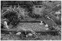 Grave in muslim cemetery, Ko Phi-Phi Don. Krabi Province, Thailand (black and white)