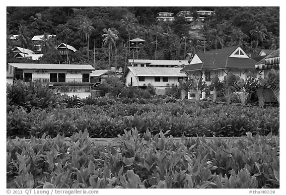 Lush gardens and hillside, Ko Phi-Phi Don. Krabi Province, Thailand