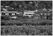 Lush gardens and hillside, Ko Phi-Phi Don. Krabi Province, Thailand (black and white)