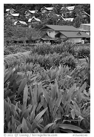 Tropical flowers and hillside houses, Ko Phi Phi. Krabi Province, Thailand (black and white)