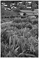 Tropical flowers and hillside houses, Ko Phi Phi. Krabi Province, Thailand ( black and white)