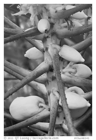 Papaya, Phi-Phi island. Krabi Province, Thailand (black and white)