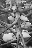 Papaya, Phi-Phi island. Krabi Province, Thailand (black and white)