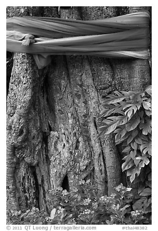 Detail of sacred banyan tree with ribbons, Ko Phi-Phi island. Krabi Province, Thailand (black and white)