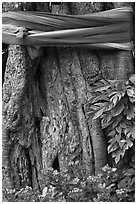 Detail of sacred banyan tree with ribbons, Ko Phi-Phi island. Krabi Province, Thailand (black and white)