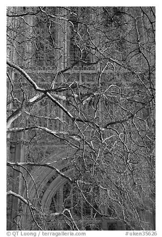 Bare branches and palace of Westminster facade. London, England, United Kingdom